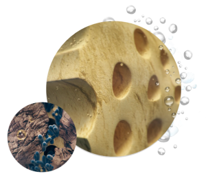3D graphic illustrating laser disinfection action on porous tooth dentin and bacteria.